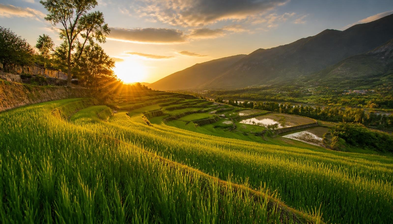 Pakistani Rice Fields